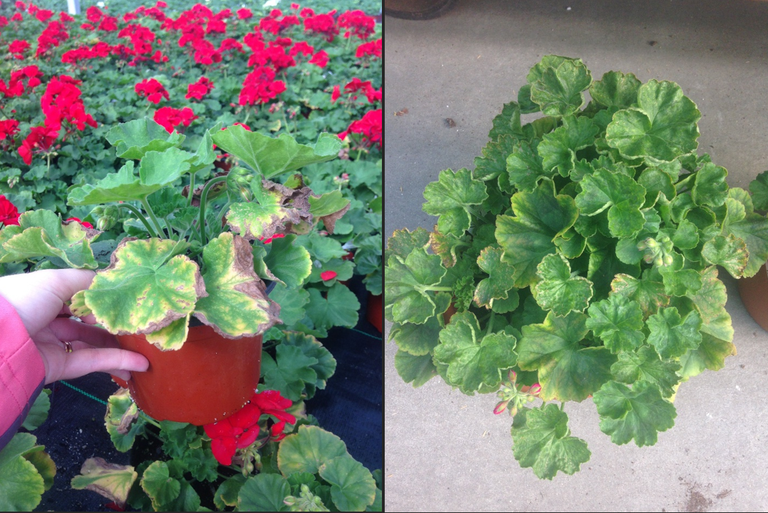 Geranium photos 2-3 Caitlin.png